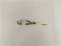 藏品(茅斑蝗鶯)的圖片